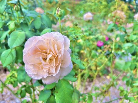 アプリコットネクター バラ,花,白いバラの写真素材