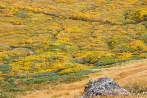 月山の山岳紅葉2 月山の山岳紅葉2 紅葉,黄色,ハイキングの写真素材