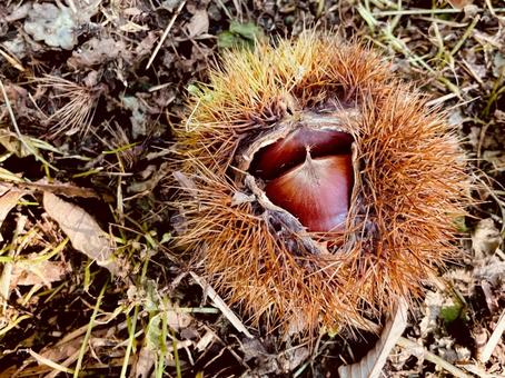 地面に落ちた熟れた栗の実 地面に落ちた熟れた栗の実 栗,イガグリ,くりの写真素材