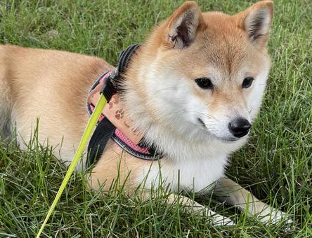 散歩にて 散歩にて 犬,柴犬,シバイヌの写真素材