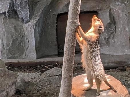 光を見ているミーアキャット 光を見ているミーアキャット ミーアキャット,野生動物,サファリの写真素材