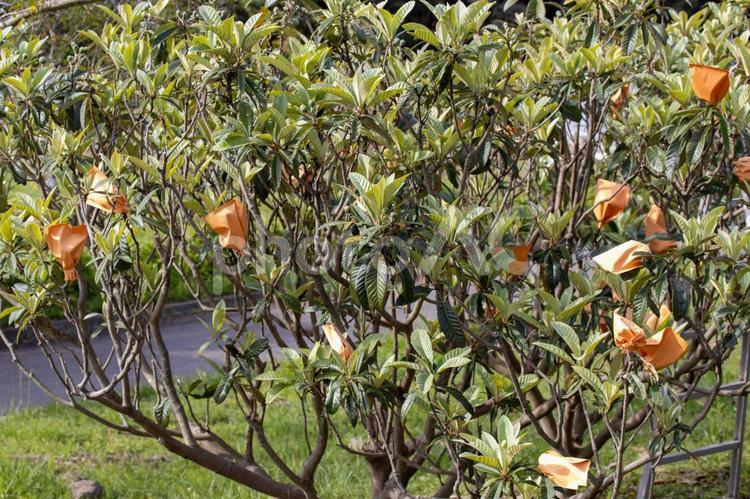 袋掛けされた琵琶の木 植物,風景,自然の写真素材
