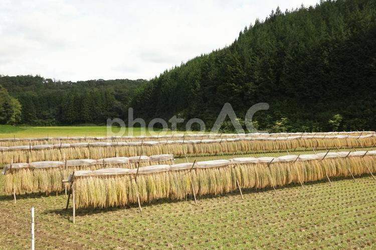 稲刈り後のはざかけ はざかけ,稲刈り,稲作の写真素材
