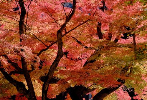鮮やかに紅葉したモミジの木 鮮やかに紅葉したモミジの木 風景,紅葉,モミジの写真素材
