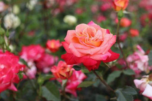 バラ園に咲くカラフルな色の薔薇の写真です バラ園に咲くカラフルな色の薔薇の写真ですの写真
