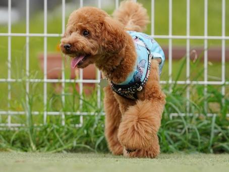 トイプードルのポートレート トイプードルのポートレート 犬,トイプードル,トイプーの写真素材