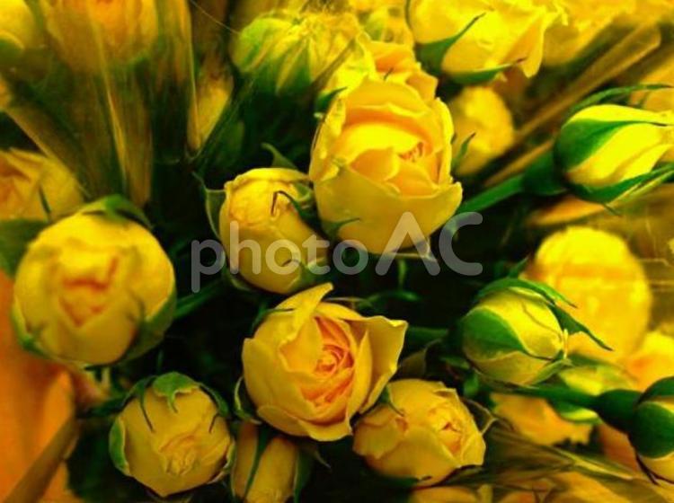 薔薇の花束 薔薇,バラ,ばらの写真素材