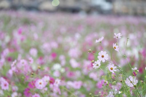 雨の日のコスモス００４の写真