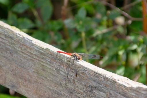赤とんぼの写真
