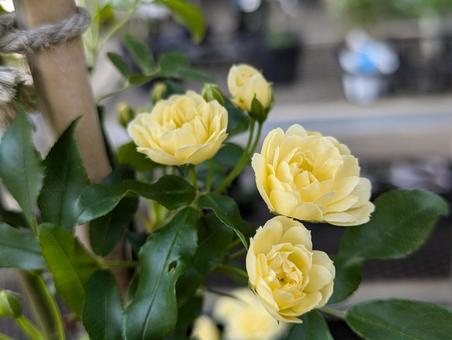 黄色のモッコウバラ 黄色のモッコウバラ モッコウバラ,花,はなの写真素材