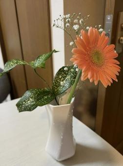 ガーベラ 生花,ガーベラ,花瓶の写真素材