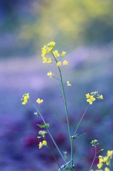 菜の花のある風景 花,菜の花,植物の写真素材