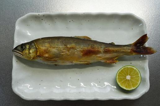 香ばしく焼き上げた鮎の塩焼き アユ,すだち,塩焼きの写真素材