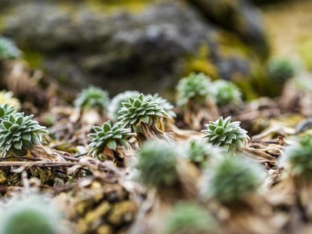 地面を彩る小さなロゼット 地面を彩る小さなロゼット 植物,多肉植物,高山植物の写真素材