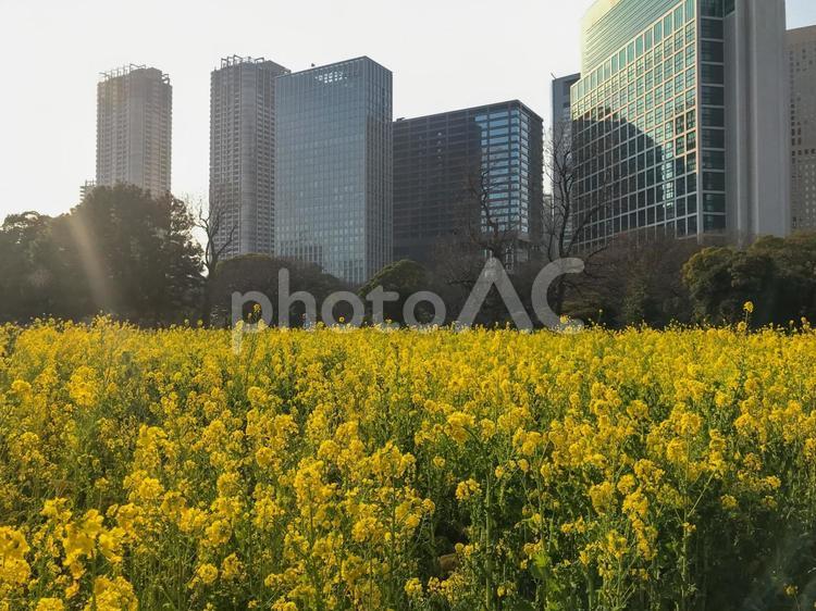 汐留の菜の花畑 浜離宮恩賜庭園,菜の花,春の写真素材