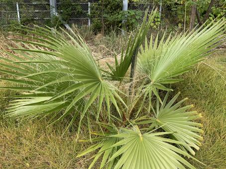 植物 植物の写真