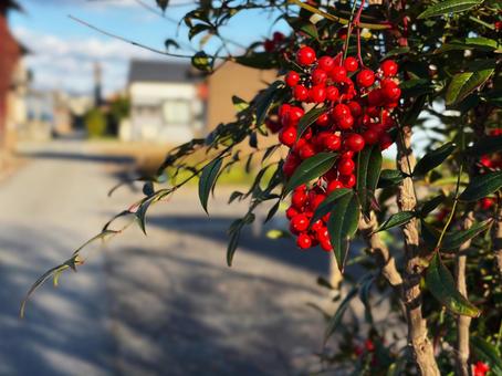 南天の実 南天,実,晩秋の写真素材