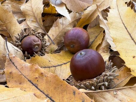 どんぐり どんぐり,秋,秋の風景の写真素材