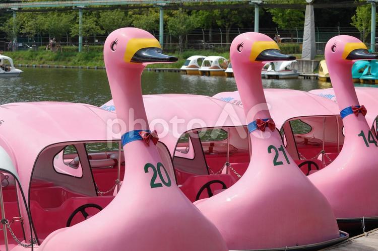 アヒルさんボート（ピンク） アヒルさんボート,ボート,湖の写真素材