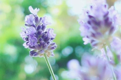 ラベンダーの写真