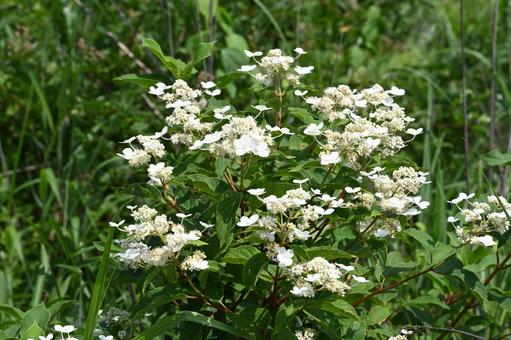 榛名ユウスゲの道で撮ったノリウツギの花 榛名ユウスゲの道で撮ったノリウツギの花の写真