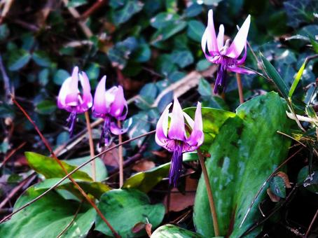 カタクリ カタクリ 花,植物,ピンクの写真素材