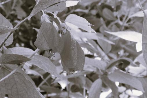 ウナズキヒメフヨウ(頷き姫芙蓉) ウナズキヒメフヨウ(頷き姫芙蓉) 花,ウナズキヒメフヨウ,頷き姫芙蓉の写真素材