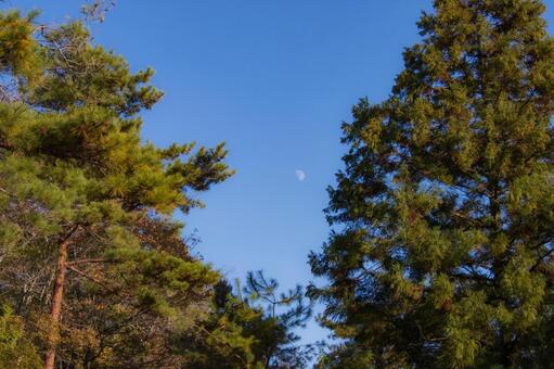 木々と昼間の月 木,月,空の写真素材