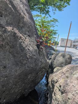 岩から生える木 岩,木,草の写真素材