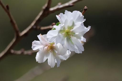 枝に咲く十月桜の花のアップの風景 枝に咲く十月桜の花のアップの風景 枝,咲く,十月桜の写真素材
