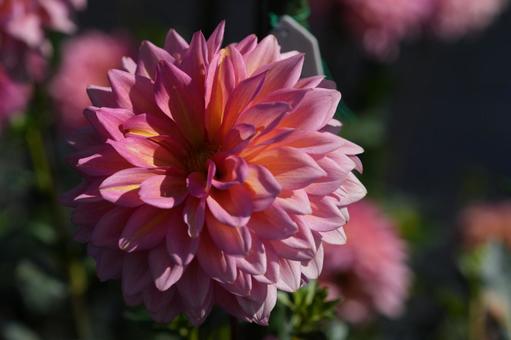 ダリア(16-387) ダリア,16ー387,桃色の写真素材