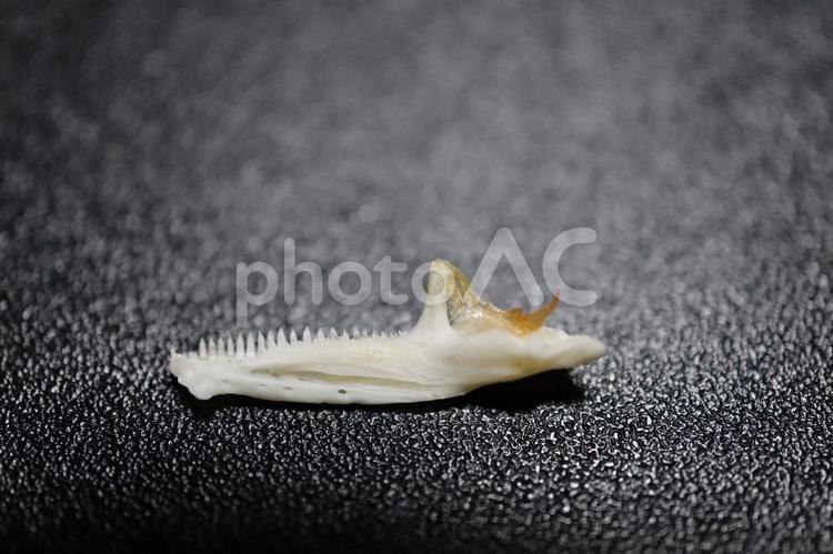 ポリプテルス　顎の骨(右) 魚骨,魚の骨,牙の写真素材