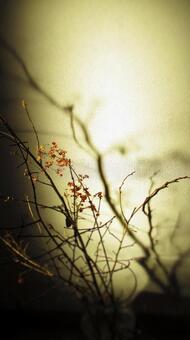 光と影 光,影,和風の写真素材