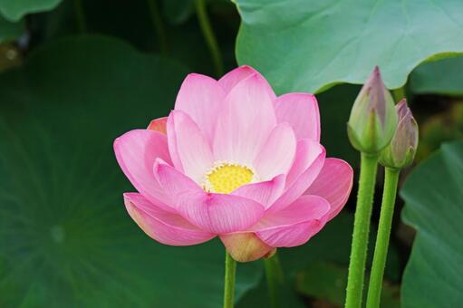 蓮の花 蓮,ハス,蓮の花の写真素材