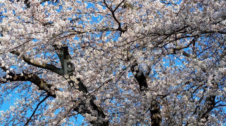 春の白石川堤一目千本桜（宮城県大河原町） 春,桜,白石川堤の写真素材
