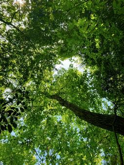 木漏れ日 木漏れ日 木漏れ日,森,木の写真素材