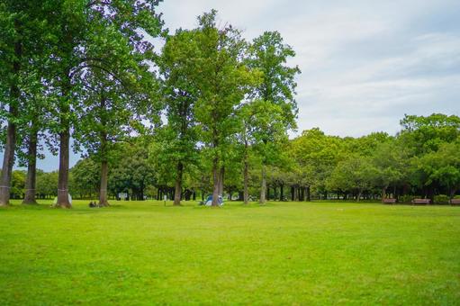岸根公園の開放的な草原 岸根公園の開放的な草原 芝生,公園,自然の写真素材