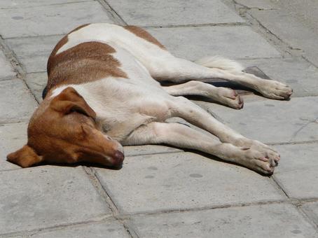 犬 犬の写真