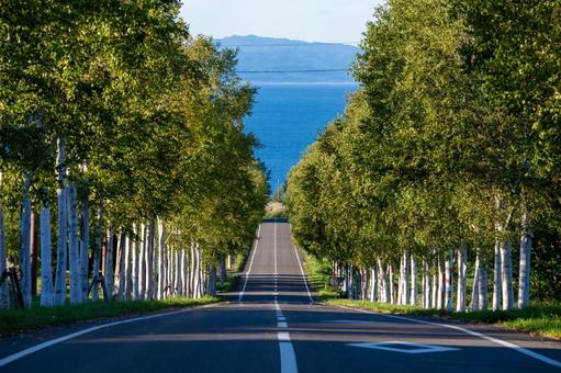 青い噴火湾へ続く八雲町の白樺並木の道路 白樺並木,白樺,並木道の写真素材