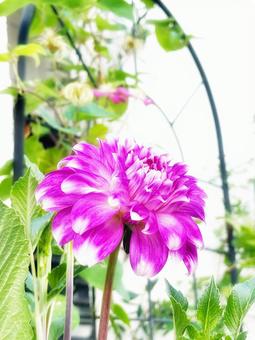 ピンクのダリア ピンクのダリア ダリア,花,植物の写真素材
