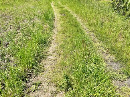 田舎の畑:あぜ道と草 田舎の畑:あぜ道と草の写真