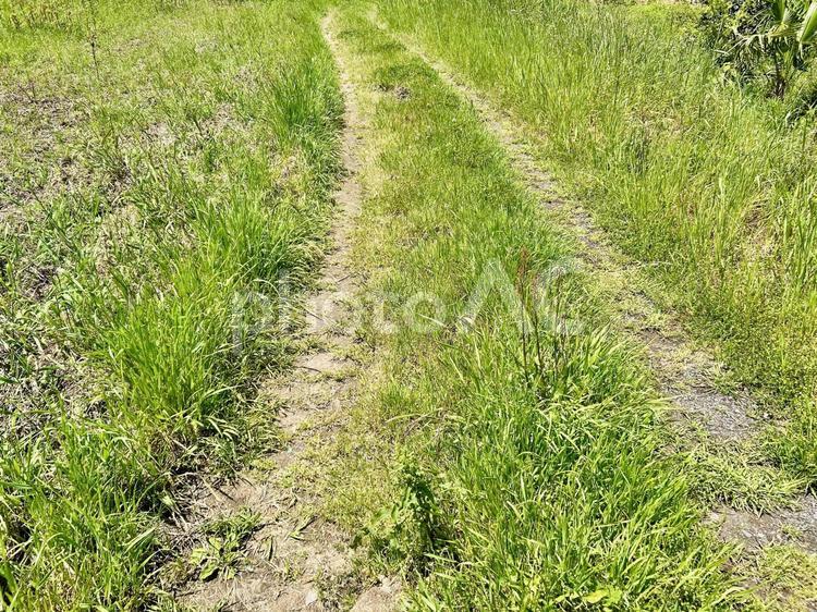 田舎の畑：あぜ道と草 あぜ道,草,雑草の写真素材