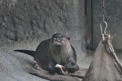 魚を食べるコツメカワウソ① カワウソ,コツメカワウソ,動物の写真素材