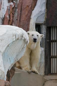 ホッキョクグマ ホッキョクグマ ホッキョクグマ,ポーラーベア,上野動物園の写真素材