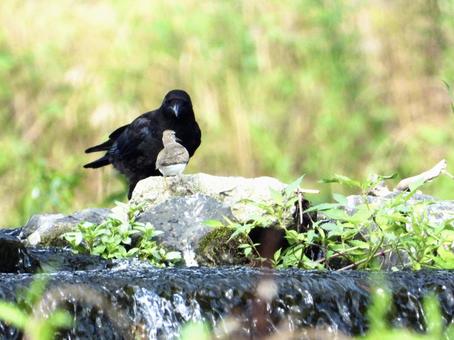 堰石の上に立つカラスとイソシギ 堰石の上に立つカラスとイソシギの写真