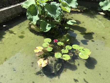 蓮の花 蓮の花 ハス,蓮の花,自然の写真素材