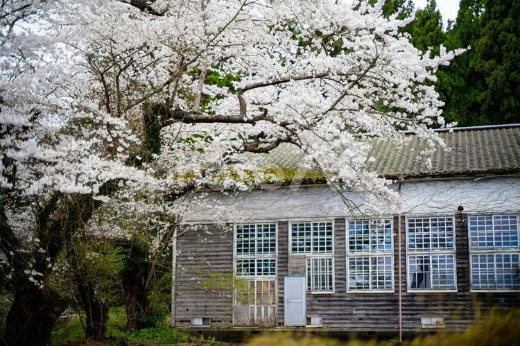 桜と廃校舎 桜と廃校舎,桜,校舎の写真素材