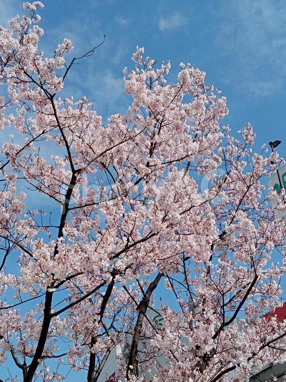 桜が咲く頃 桜,ピンク,春咲くの写真素材