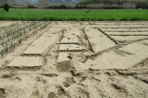 畑に残る農機具の作業跡 畑に残る農機具の作業跡 畑,農地,郊外の写真素材