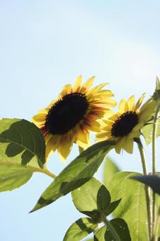 向日葵 向日葵 ヒマワリ,向日葵,夏の写真素材